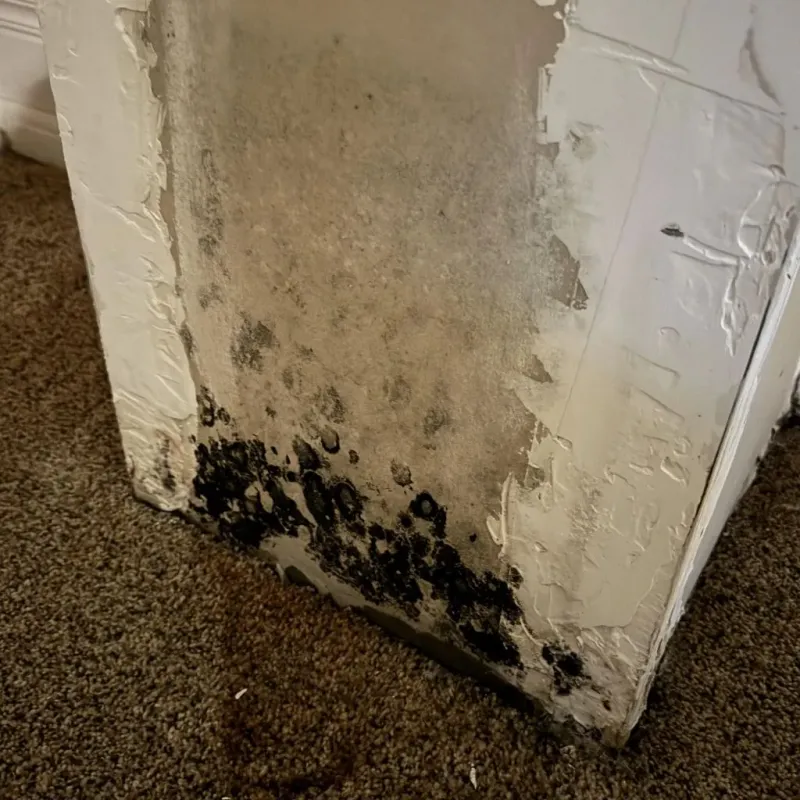 Professional Mold Removal in Wellsburg, WV
